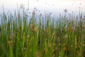 A swarm of mosquitoes over the marsh grass.